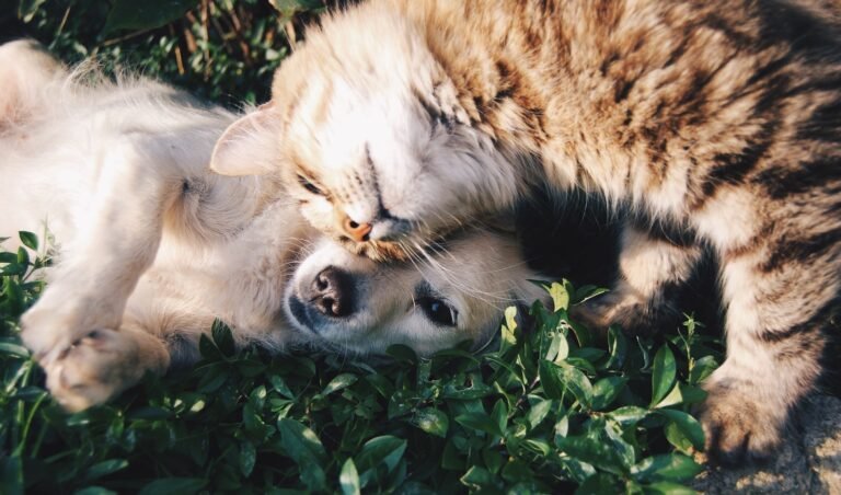 Tu perro en la ceremonia: cómo incluir a tu mascota con sentido (y sin caos)